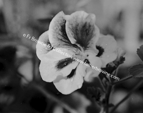 PELARGONIUM  FLOWERS